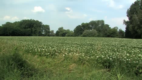 Blooming-potato-field-in-Bavaria,-Germany