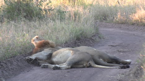 Leones-Machos-Flotan-En-El-Olor-De-Otra-Especie-En-Un-Camino-De-Tierra-En-Sudáfrica