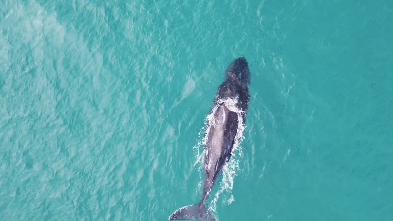 고래가 바다 표면을  ⁇ 고  ⁇ 구 ⁇ 에서 물의 스프레이를 내보 ⁇ 니다.