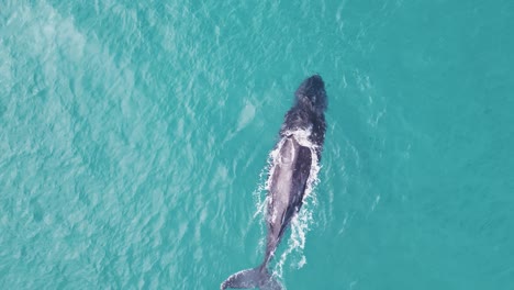 a whale breaches the ocean surfaces letting out a spray of water from its blowhole