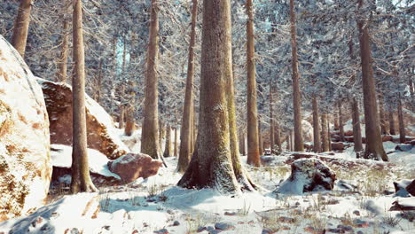 Winter-Ruhiger-Wald-An-Sonnigen-Tagen