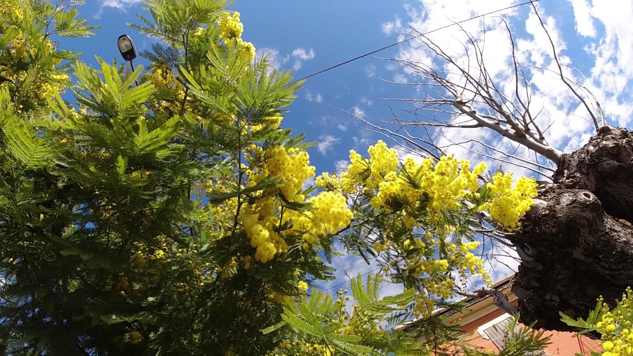 A beautiful mimosa tree while in spring blossom in Italy. Slow motion camera shot.