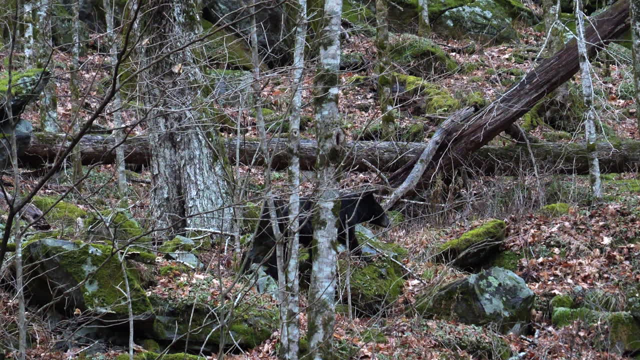 oso negro americano caminando por un bosque rocoso en las montañas humeantes