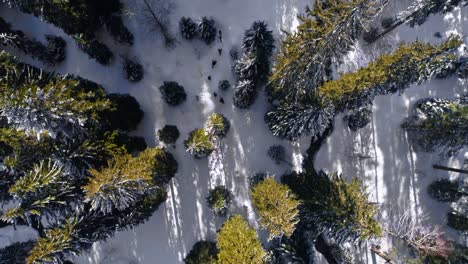 toma aérea de arriba hacia abajo que muestra a un grupo de excursionistas caminando por un sendero forestal nevado en francia durante un día soleado en invierno