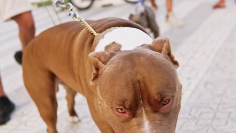 Close-up-of-dog-walking-on-leash-with-owner