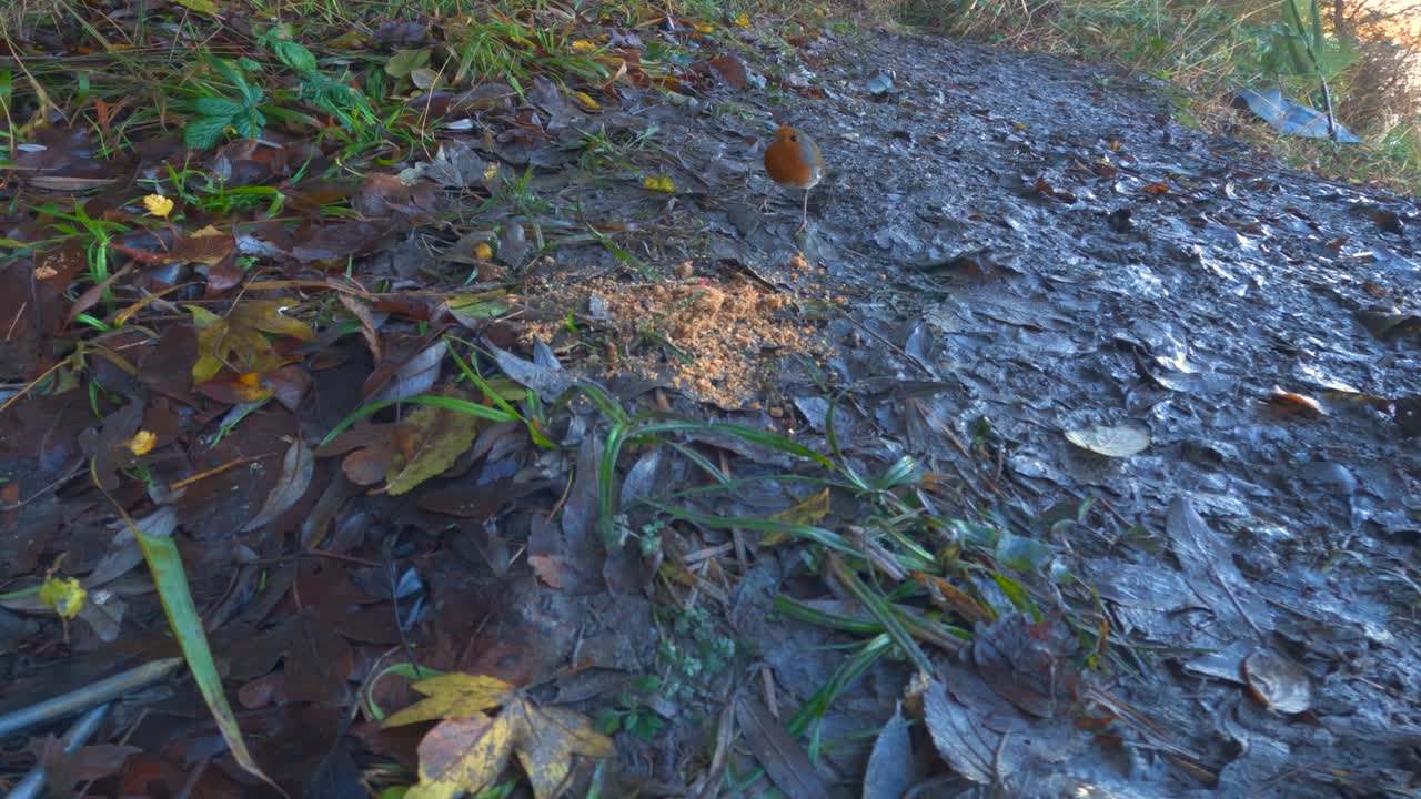 Birds peck at seeds on a leafy forest path, capturing nature's serenity