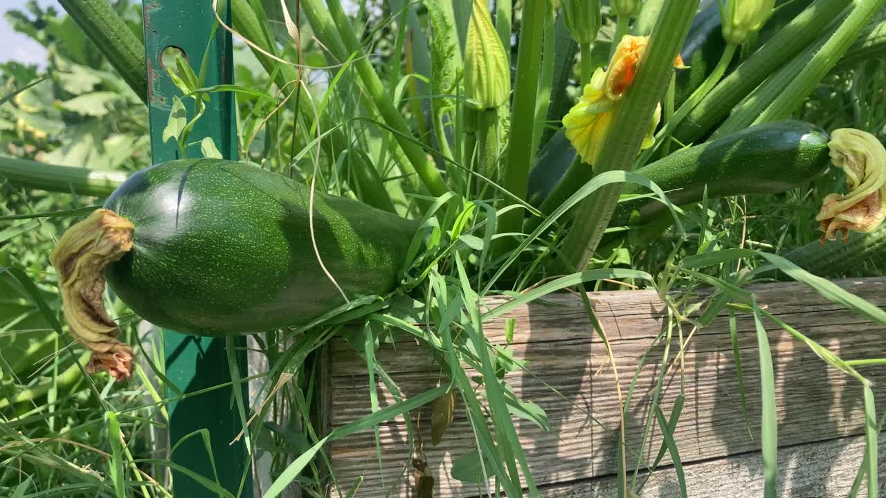 Three large zucchinis with blossoms growing in a raised garden bed. Homegrown vegetables in a backyard urban garden on a bright summer morning