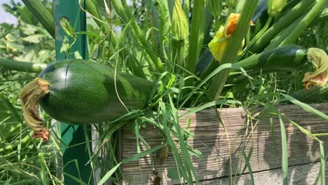 three large zucchinis with blossoms growing in a raised garden bed. homegrown vegetables in a backyard urban garden on a bright summer morning