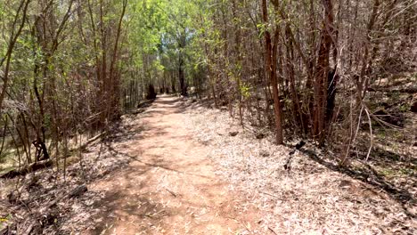 un paseo por un sendero del bosque