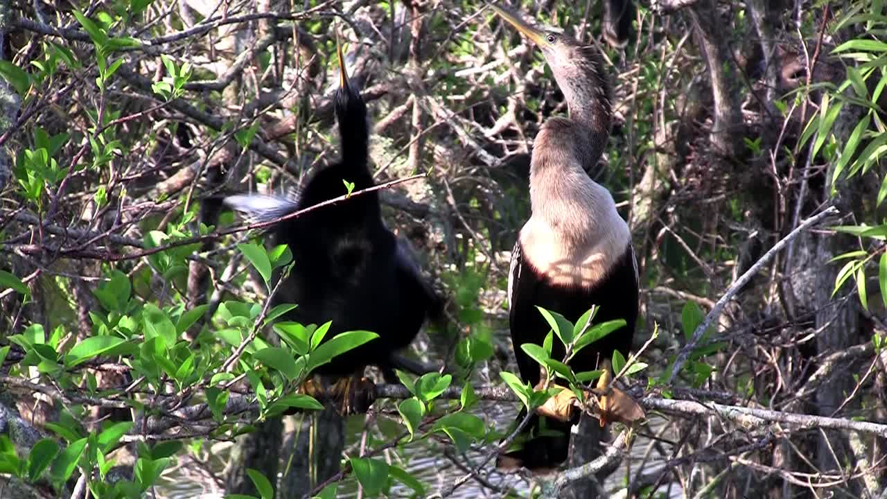 un pago de pájaros anhinga en un pantano en florida
