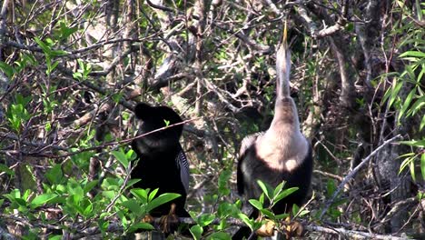 ein von anhinga-vögeln in einem sumpf in florida bezahlt