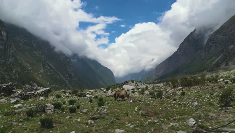 white yak grazing at langtang valley - nepal