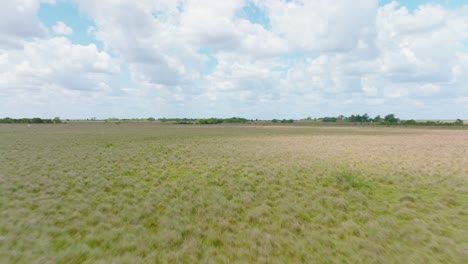 Aerial-forward-flight-over-vast-green-fields-under-blue-skies-in-Arauca,-Colombia,-serene-day