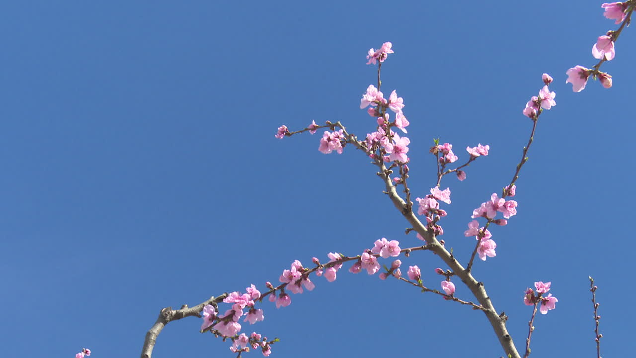 Pink Blossoms Against a Blue Sky