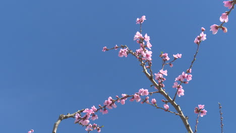 pink blossoms against a blue sky