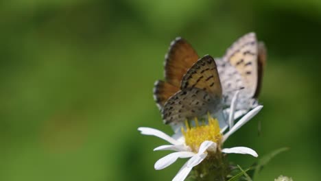 beautiful macro close up of two small butterflies standing and fighting on a white flower to feed in the grand teton national park near jackson hole, wyoming, usa on a warm sunny summer day