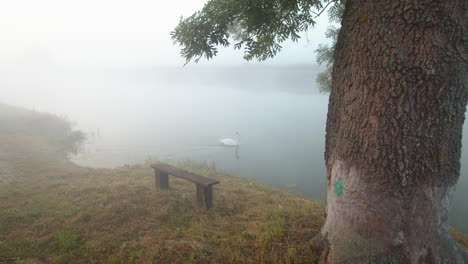 Einsamer-Schwan-In-Einem-Kleinen-Nebligen-Fluss-Bei-Sonnenaufgang