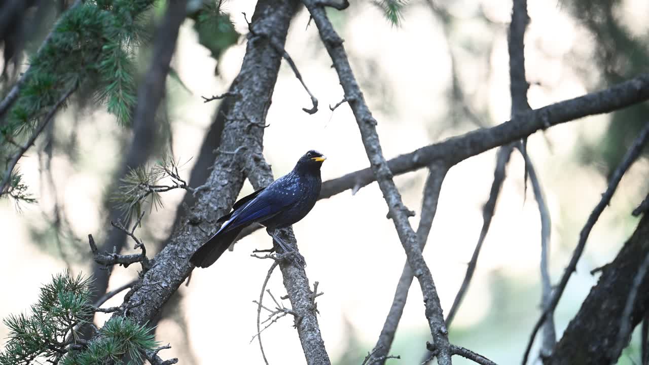 Blue whistling thrush (Myophonus caeruleus) Jumping from perch to another in Forest
