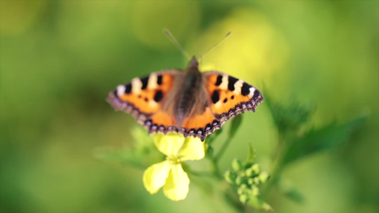 Primo piano di farfalla su un fiore al rallentatore