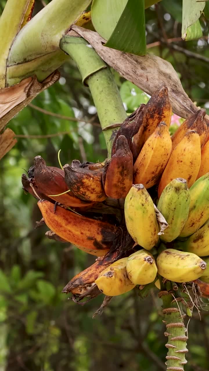 un racimo de plátanos madura en un árbol en medio de una vegetación exuberante, capturado en la luz natural del día con un mínimo movimiento de la cámara