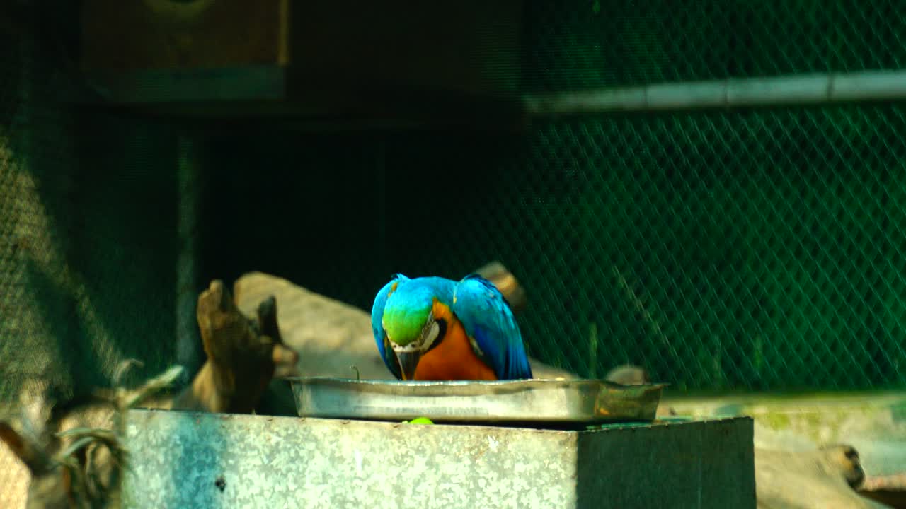 동물 및 야생 동물, 야생 동물은 전통적으로 길들여지지 않은 동물 종을 의미합니다.