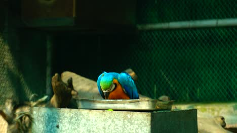 animal y vida silvestre, la vida silvestre se refiere tradicionalmente a especies animales no domesticadas