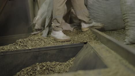 lex paraguariensis crushed leaves falling from burlap bags into grinder during yerba mate processing phase, leaves cascade into machinery, grinding and sieving in industrial environment, slow motion