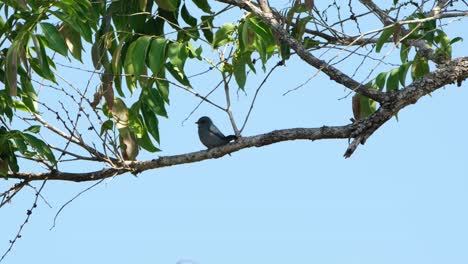 Un-Pequeño-Papamoscas-Verditer-Eumyias-Thalassinus-Está-Encaramado-En-Una-Rama-De-Un-árbol,-El-Viento-Sopla-Sobre-Las-Hojas-A-Su-Alrededor-Y-Con-Un-Cielo-Azul-Como-Fondo