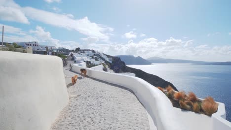 hunde laufen auf den straßen von oia, santorini, griechenland