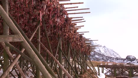 fish are hung out to dry on wooden racks in the lofoten islands norway 2