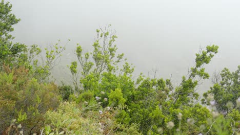 árboles-Frondosos-Y-Valle-Brumoso-De-Las-Montañas-De-Tenerife,-Vista-Panorámica-Derecha