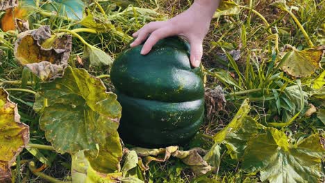 checking green eco pumpkin fruit harvest quality closeup