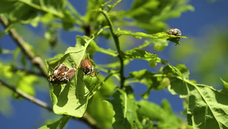 A-young-oak-tree-with-a-group-of-cockchafers