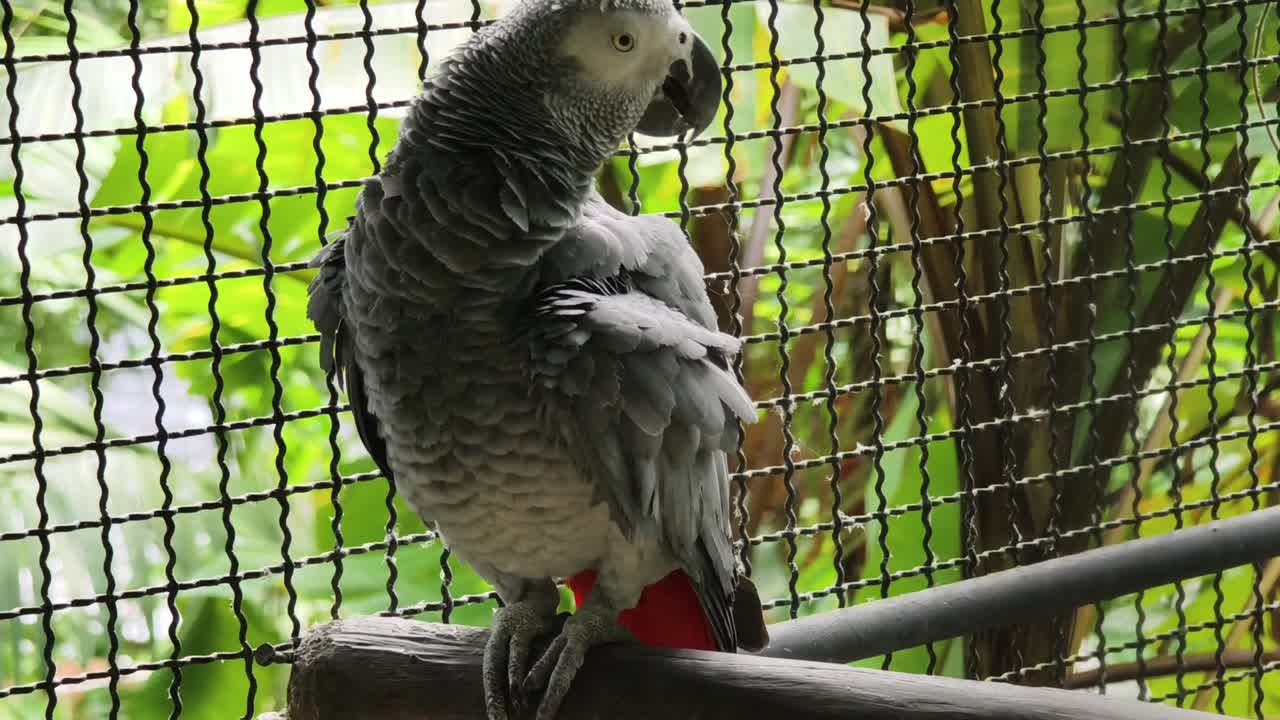 loro gris en una jaula