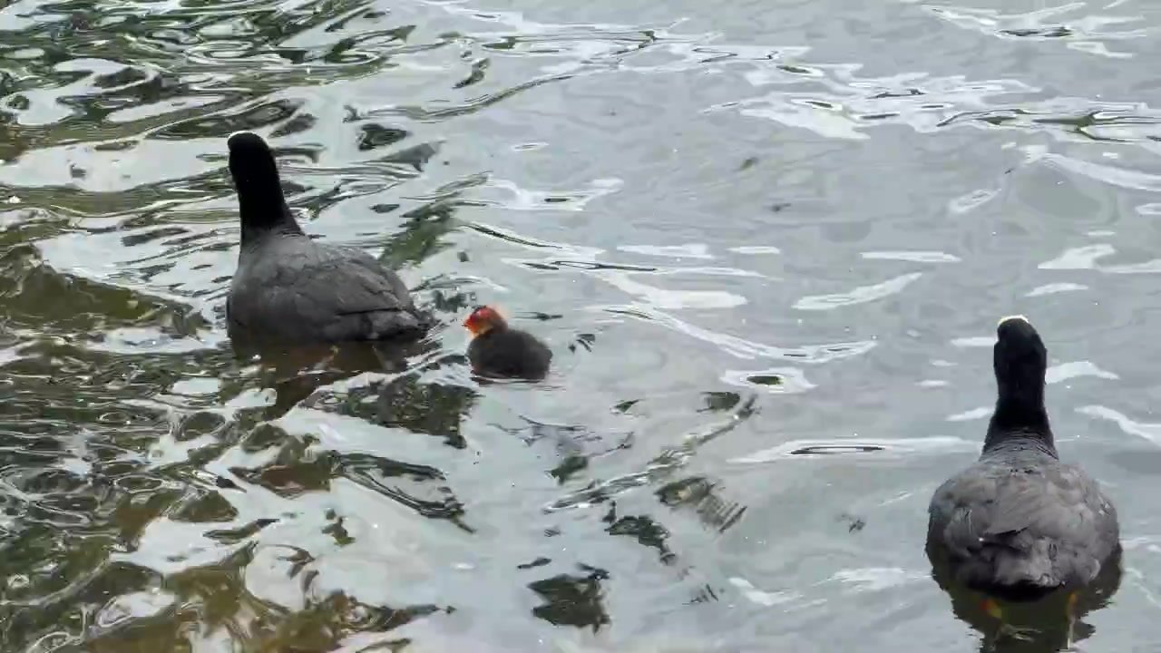 Família de galeirões-comuns com filhote flutuando sobre a superfície da água do lago, vida selvagem.