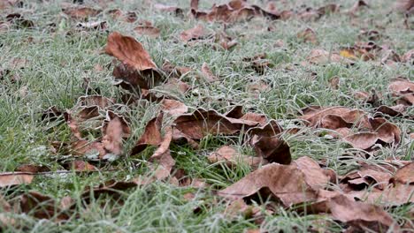 leaves fallling down on frost covered lawn