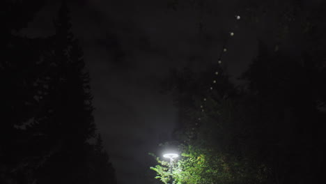 nighttime view of leaves glowing under bright street light, set against dramatic cloudy sky and surrounded by dense trees, creating peaceful yet mysterious nighttime outdoor atmosphere