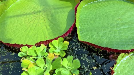 large victoria lotus leaf slowly moves across a pond surface covered with duckweed and aquatic plants, under bright natural sunlight, captured in a smooth close-up shot