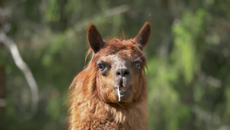 vista frontal de alpaca marrón de mascar - cierre estático