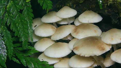 white umbrella pink mushrooms grow in a rainforest in australia