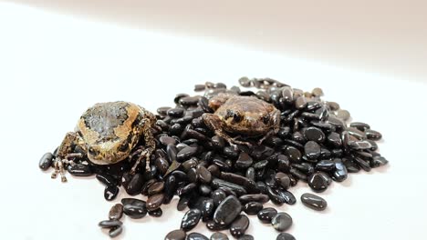 a thai bullfrog sits on black beans under bright lighting, showcasing its unique texture and colors