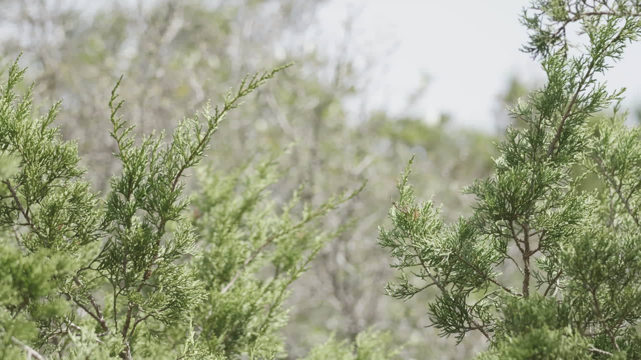 Nature scene of Ash Juniper Tree Branches blowing in the wind, protected habitat in Texas Hill Country