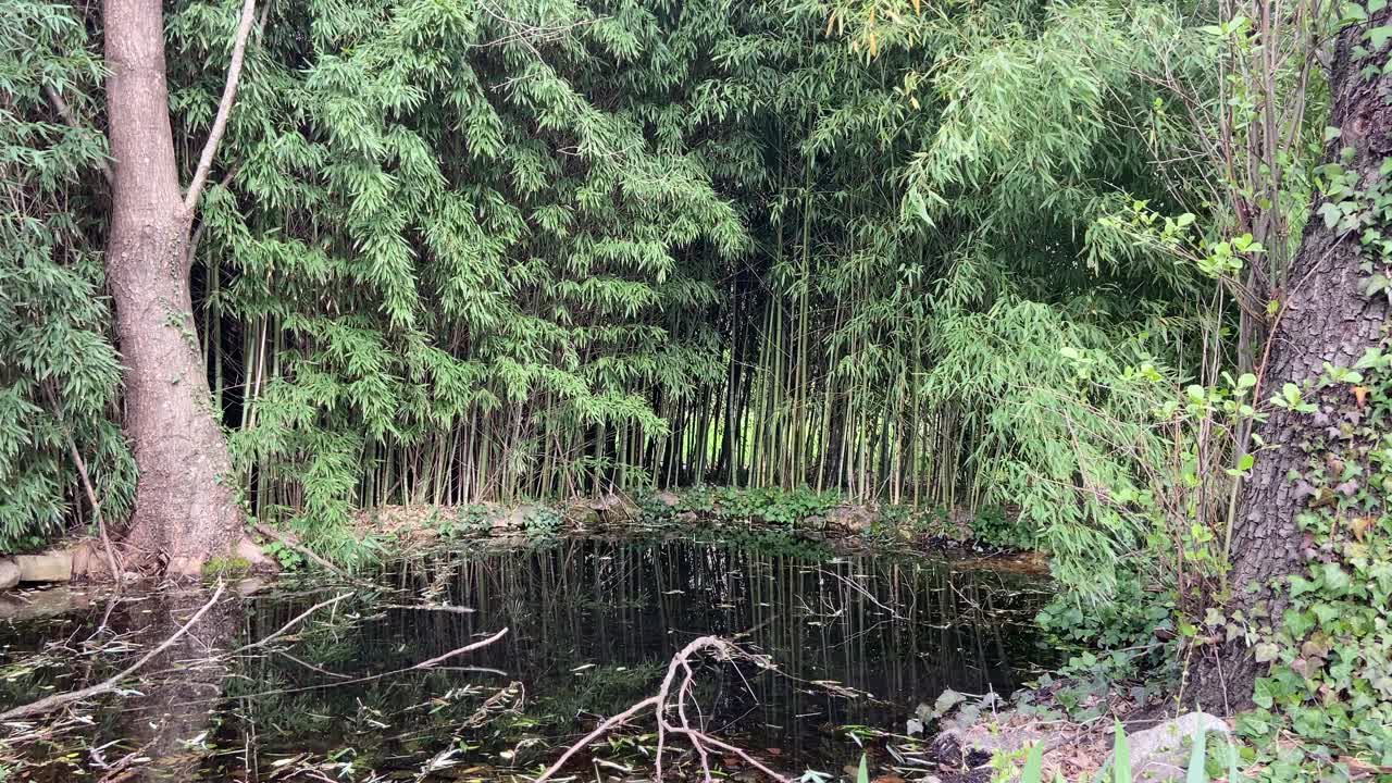 일본 정원의 대나무 식물로 둘러싸인 자연 연못