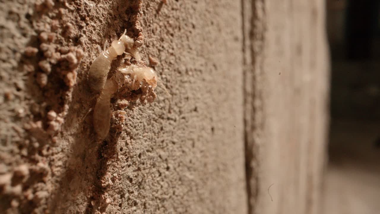 Una termite schiacciata su una galleria di fango e altre due della colonia nelle pareti di un garage di una casa, ripresa con un obiettivo Super Macro, quasi in stile National Geographic.