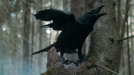 Big-raven-screaming-in-wood.-Wild-bird-sitting-on-branch-of-pine-tree