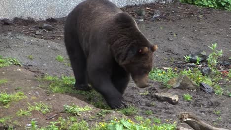 Big-bear-slowly-walking-in-a-rainy-day