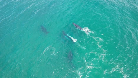 slow motion of humpback whales pod swimming and blowing water in the ocean