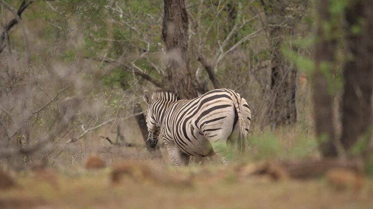 Zebra solitaria che cammina in una foresta della savana, vista da dietro.