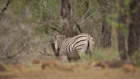 Einsames-Zebra,-Das-Durch-Einen-Savannenwald-Läuft,-Blick-Von-Hinten