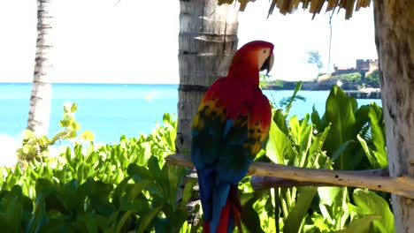 Funny-Red-and-Green-Macaw,-Ara-Chloropterus,-standing-in-Taino-Bay,-Puerto-Plata,-Dominican-Republic